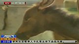 斑马和驴相爱产下罕见斑驴 妈妈护犊情深-7月5日