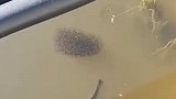男子拍下河边两条大黑鱼护住成群的小鱼崽，旁边的鱼都不敢靠近
