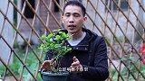 现在切记不能给茉莉花做这个“动作”，要不然6月份花期时没花看