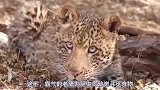 老鹰猎杀小豹喂食幼崽，母豹气急败坏，窜上树手撕猎鹰