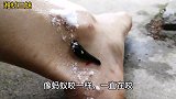 农村孩子挥之不去的噩梦，水田里的吸血怪兽，一个绝招消灭它