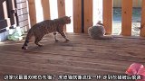 虎皮猫先动手对付灰猫，还掉了一地的毛毛，灰猫，我太难了