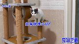 主人用流行游戏坑家中猫咪，小母猫一脸淡定，胖公猫的表现好聪明