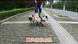 巴哥夏天太难了遛弯全靠水续命，遛弯十分钟一瓶水不够，活成热狗