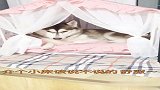 哈士奇和田园犬的床位之争！