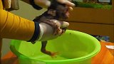 给小猴子洗澡，猴哥满脸惊恐，突然对我这么好