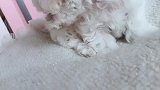小萌货一枚