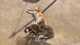 小橘猫后院找对相，被无情打脸！