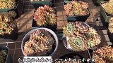 多肉容易上色的小诀窍，了解一下，肉肉状态美美哒