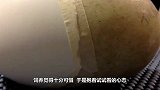 饲养员不小心打破珍贵的蛋，用胶带缠住后，竟然孵化出了濒危物种
