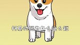 柯基的腿为什么短？
