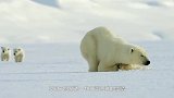 北极熊走到海象身后，发现情况不对，镜头记录全过程
