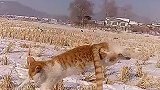 这猫不是一般厉害