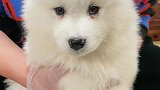 雪橇三傻你们会选谁啊