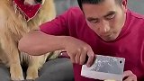 主人往狗子嘴里塞柠檬，结果遭狗子报复