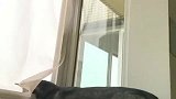 小奶狗突然这么安静，我有种不祥的预感！