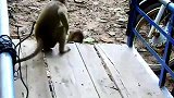 猴子甜豌豆打不过，直接上口咬