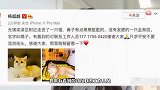 杨超越深夜发文求助！痛失爱猫夜不能寐：只求平安不要流浪街头