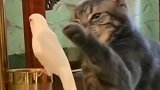 猫：我对这小鸟是越来越爱了
