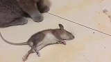 猫：让你偷我家粮食，看我不咬死你！