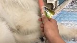 狗子的套路，铲屎的智商都比不过，突然袭击，让人防不胜防