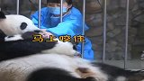 熊猫：饲养员妈妈你太坏了，一个苹果就换走了我的两个宝宝！