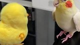 当鹦鹉遇到了最会蹦迪的玩具