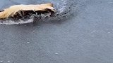 日本千叶九十九里的海滩，冲上来一只海龟的尸体
