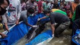 印尼爪哇岛发生大规模搁浅事件 约49只领航鲸死亡