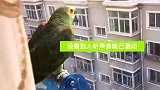 鹦鹉：欢迎男主人回家那叫一个激动呀，那声应答的神了！