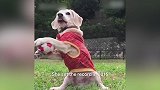 最萌守门员：狗狗都在拼命努力 也想挤进国家队