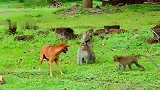 猴仔以多欺少，旺财眼看不是对手，闪闪闪