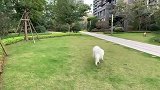 萨摩耶软糖草地路遇流浪猫进食,软糖：我出来上厕所,猫：你闭嘴