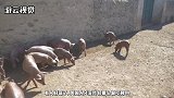 目前猪肉价格疯涨，不吃猪肉的美国，为啥能成为养猪大国