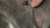 主人晒刚出生小猫的爪爪，这爪子也太嫩了