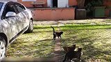 停车场玩躲猫猫的猫咪们，看这些可爱的样子，真是都想养呢！