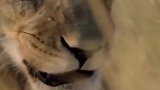 狮子围攻大象母子，母象拼命反击，狮子要丢脸了吗？