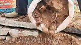 妈妈奇思妙想干农活，袋子里种红薯可以收获了