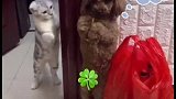 泰迪“做客”猫咪家，呆呆的“站”在门边不敢动，挨打都不还手