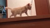 小橘猫想要尝试下楼梯，但始终不敢迈出第一步，不停地左右徘徊