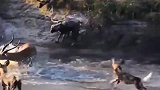 动物：落单羚羊不慎被野狗群包围，被活生生撕碎分食