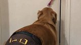金毛偷听到主人要去喝酒，直接拉紧门有我在你别想出去