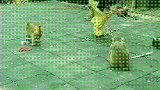 猴子拔我裤子。