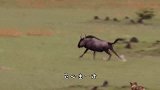 兔子装死逃过猫咪的口，下一秒意外发生，猫和兔子都崩溃了