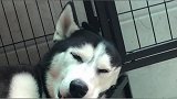 这是我的狗，一年前为了救我，脑袋被门夹了