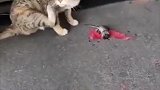 老鼠在猫面前装死，还假装自己被风吹走了