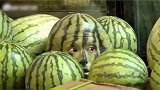 王鹤棣这个西瓜头也太真了哈哈哈，是西瓜本瓜没错了，完美混入瓜