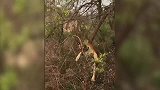 老虎捕食猴子，猴子“见机行事”，直接将老虎摔残废！
