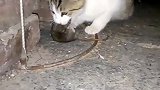 猫：别挣扎了，今天的晚饭就是你了！