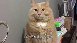网友在家里把猫咪打扮成猴子，还逼他吃香蕉，喵星人尊严何在？